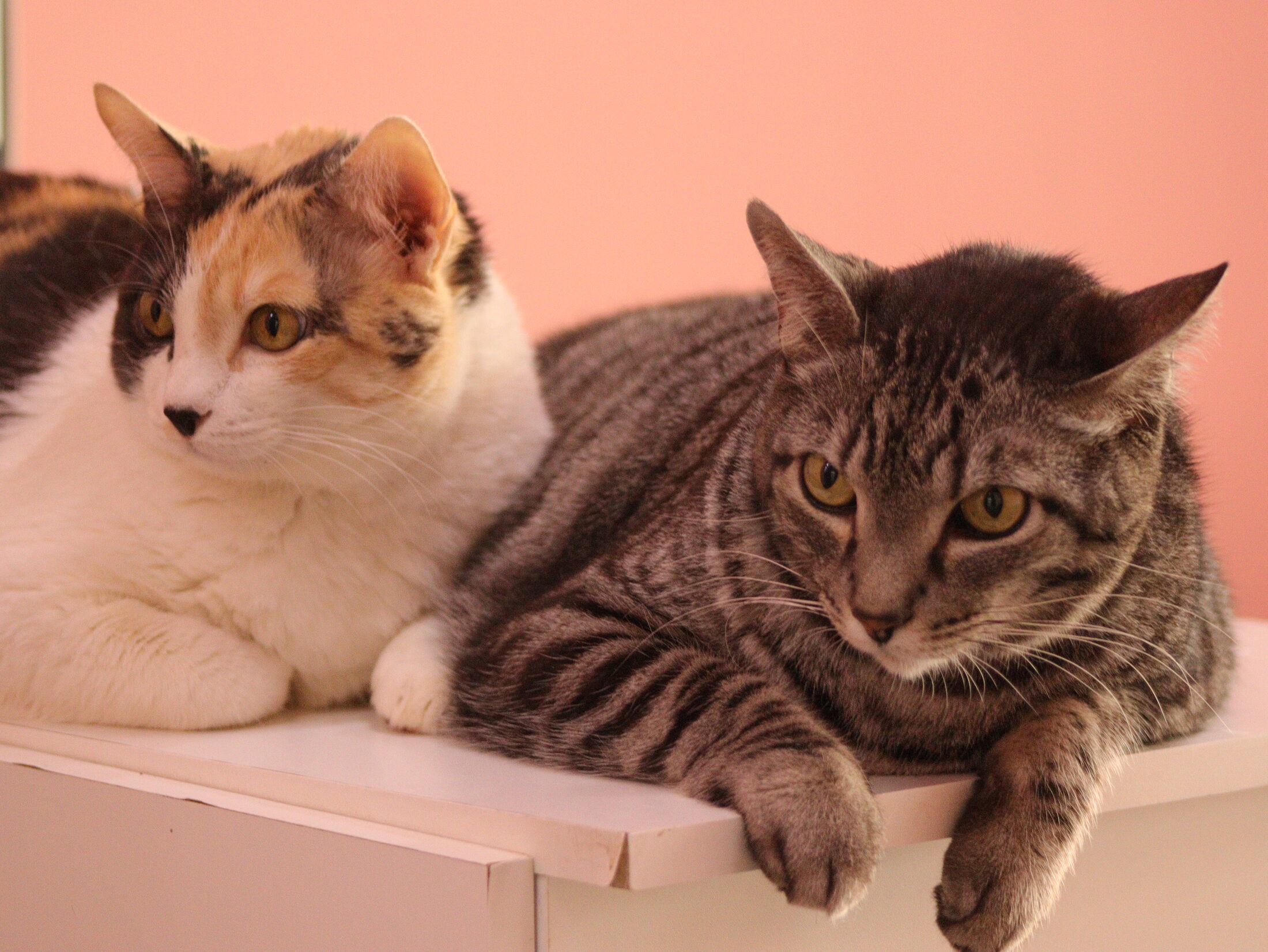 Duas gatas hospedadas descansando lado a lado na Azevedo Hospedagem