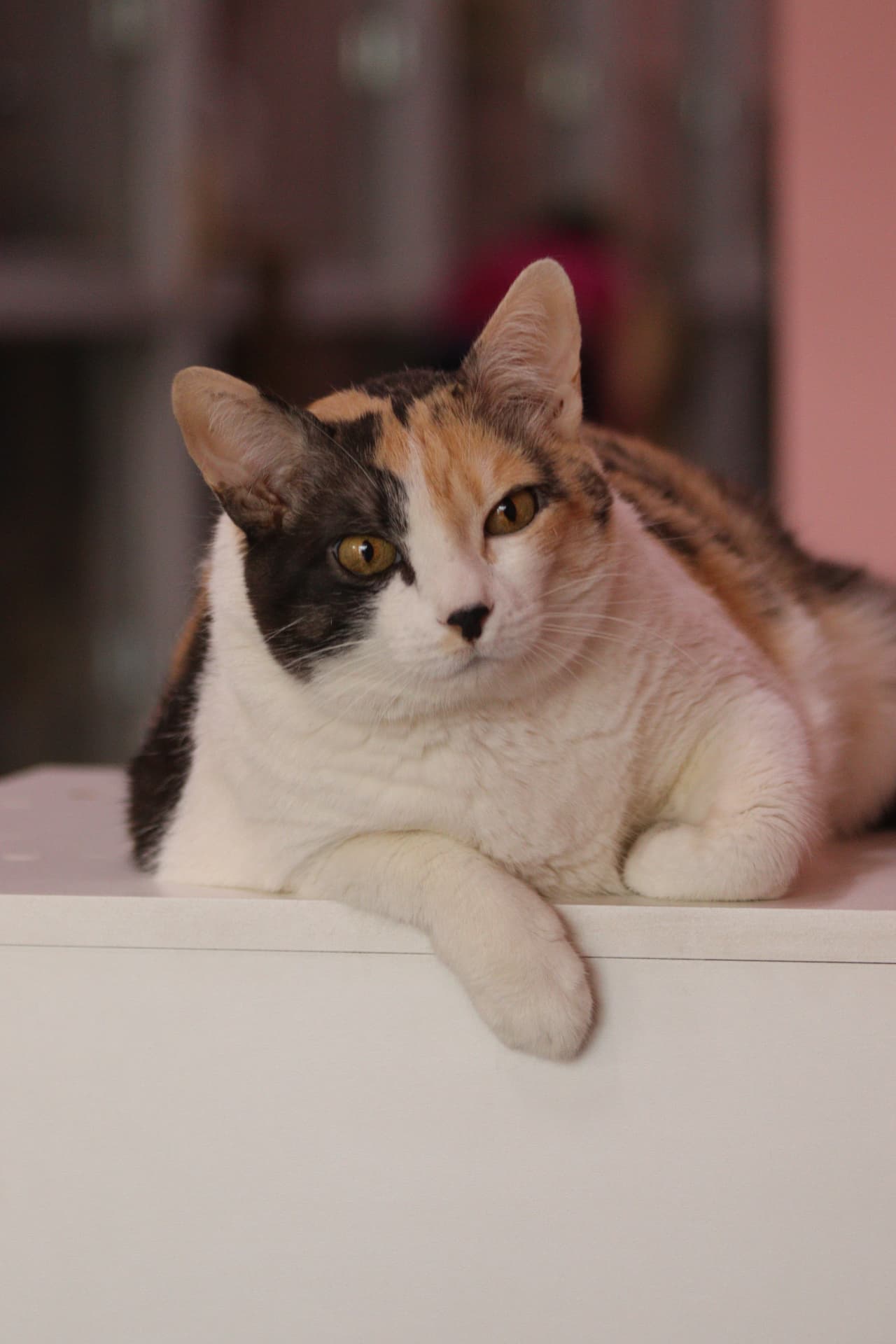 Gata calico relaxando sobre móvel branco