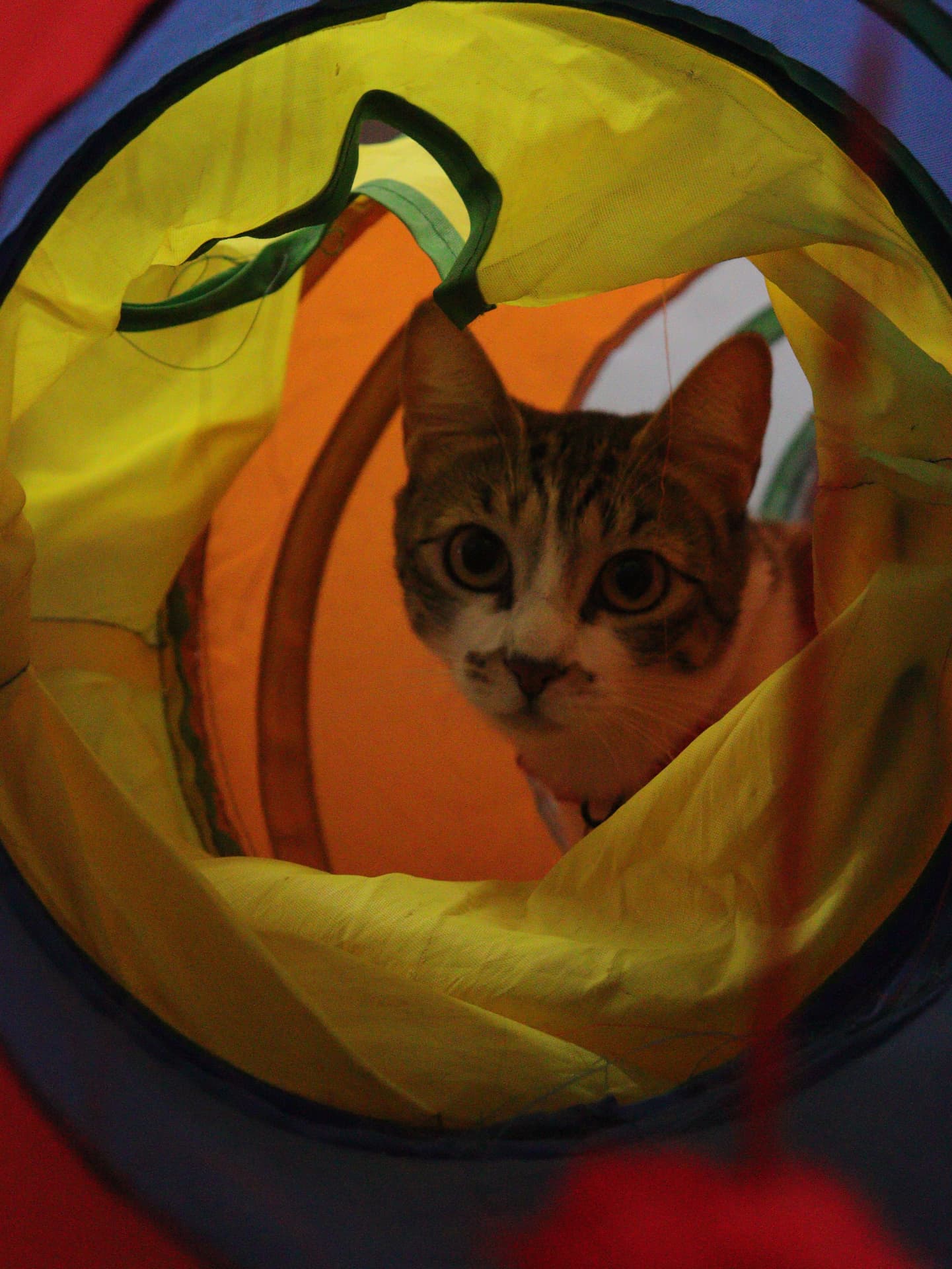 Gato brincando dentro de túnel colorido