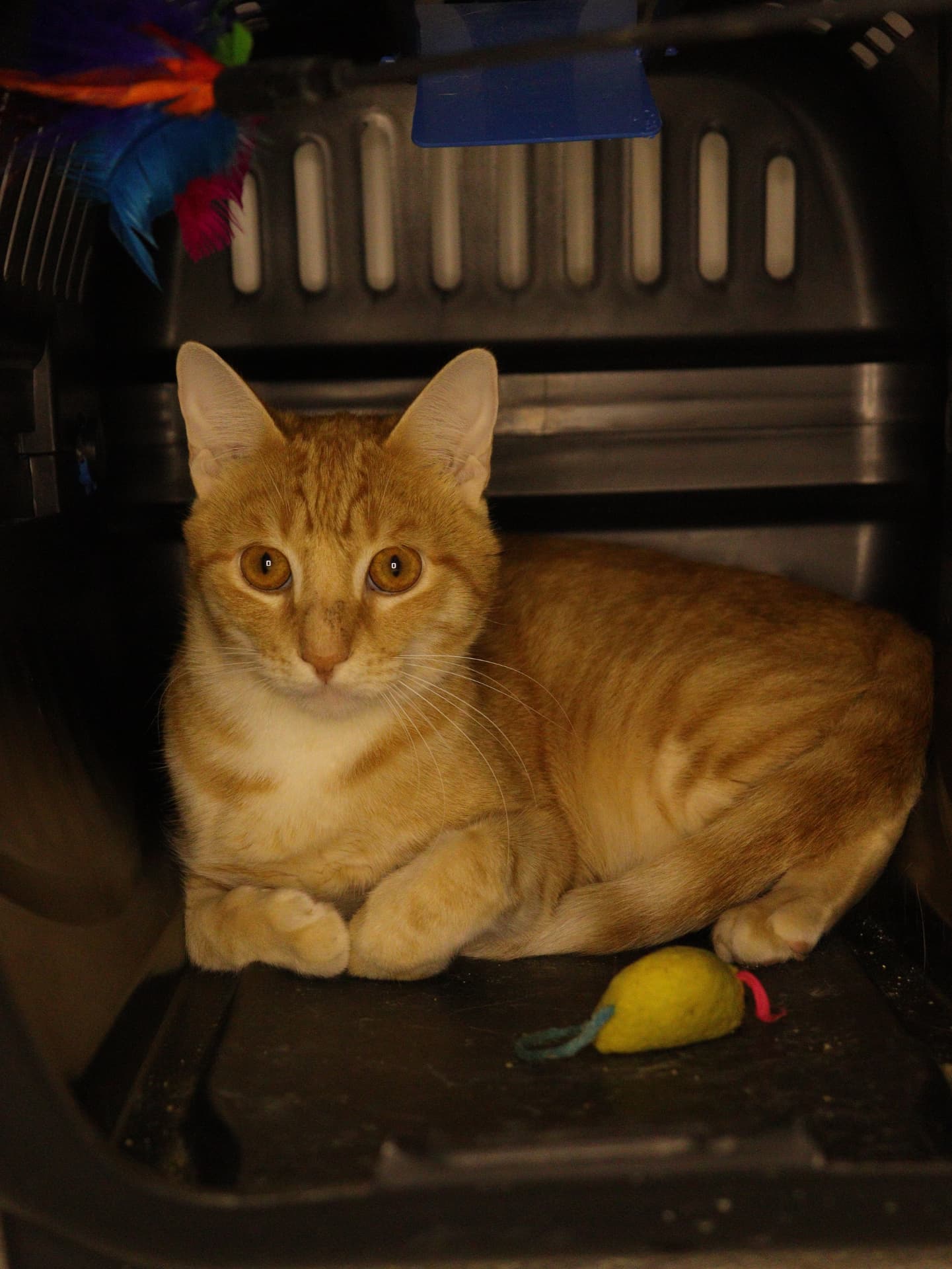 Gato laranja deitado tranquilo com seu brinquedo