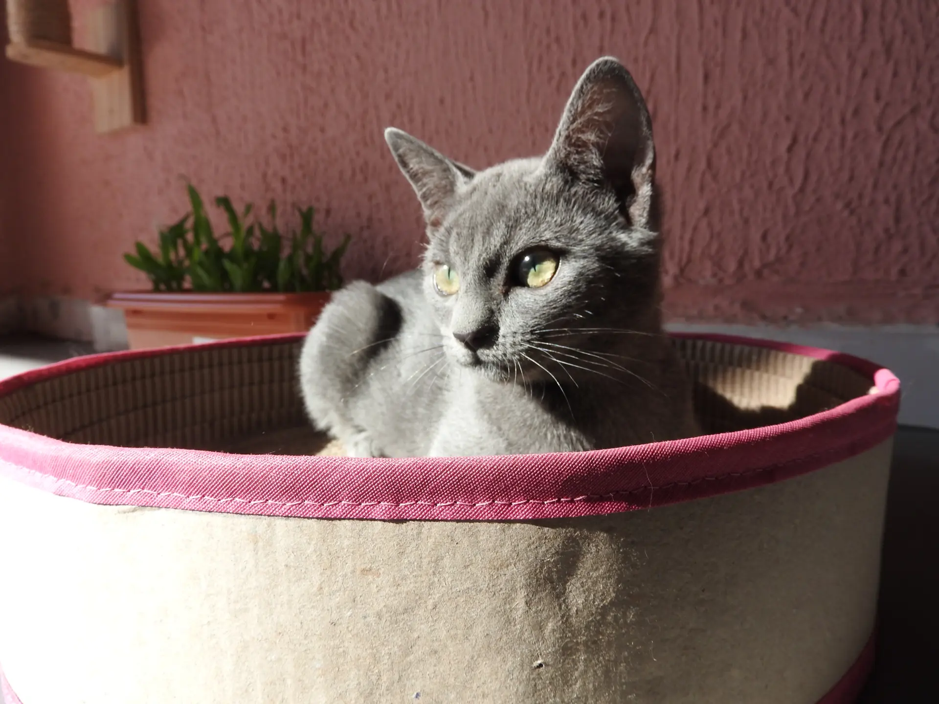 Gato cinza descansando em cama redonda