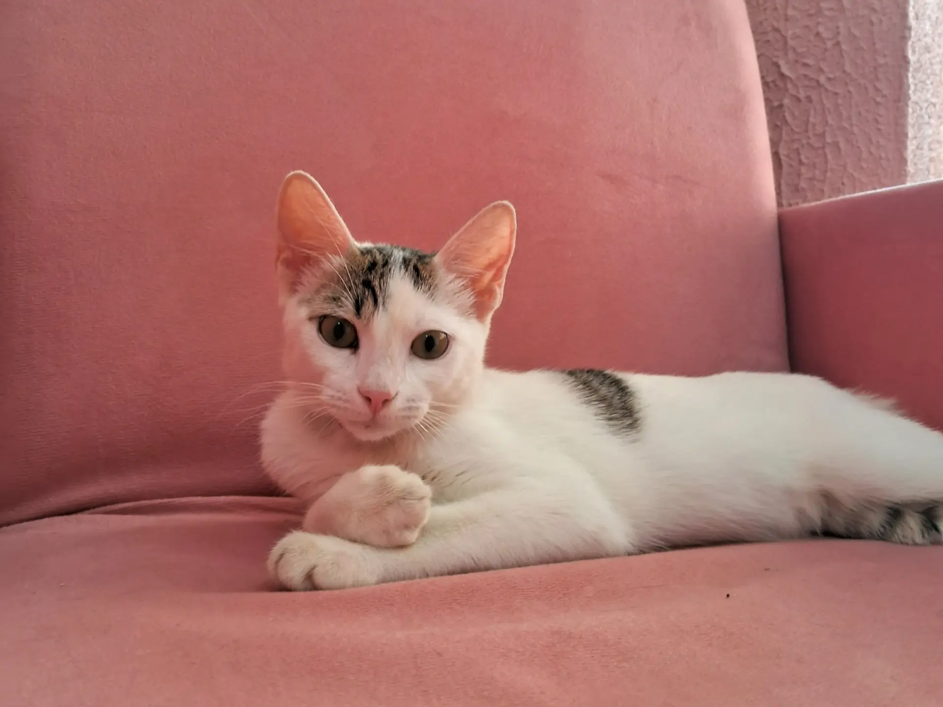 Gatinho relaxando em poltrona rosa da suíte premium