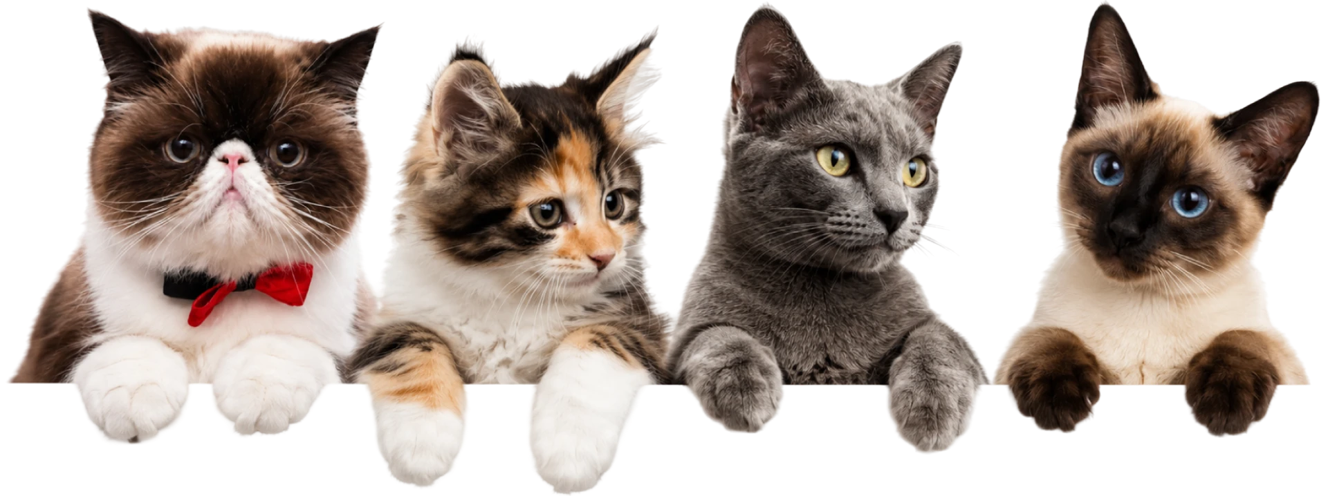 Quatro gatos apoiados em uma borda, olhando para frente