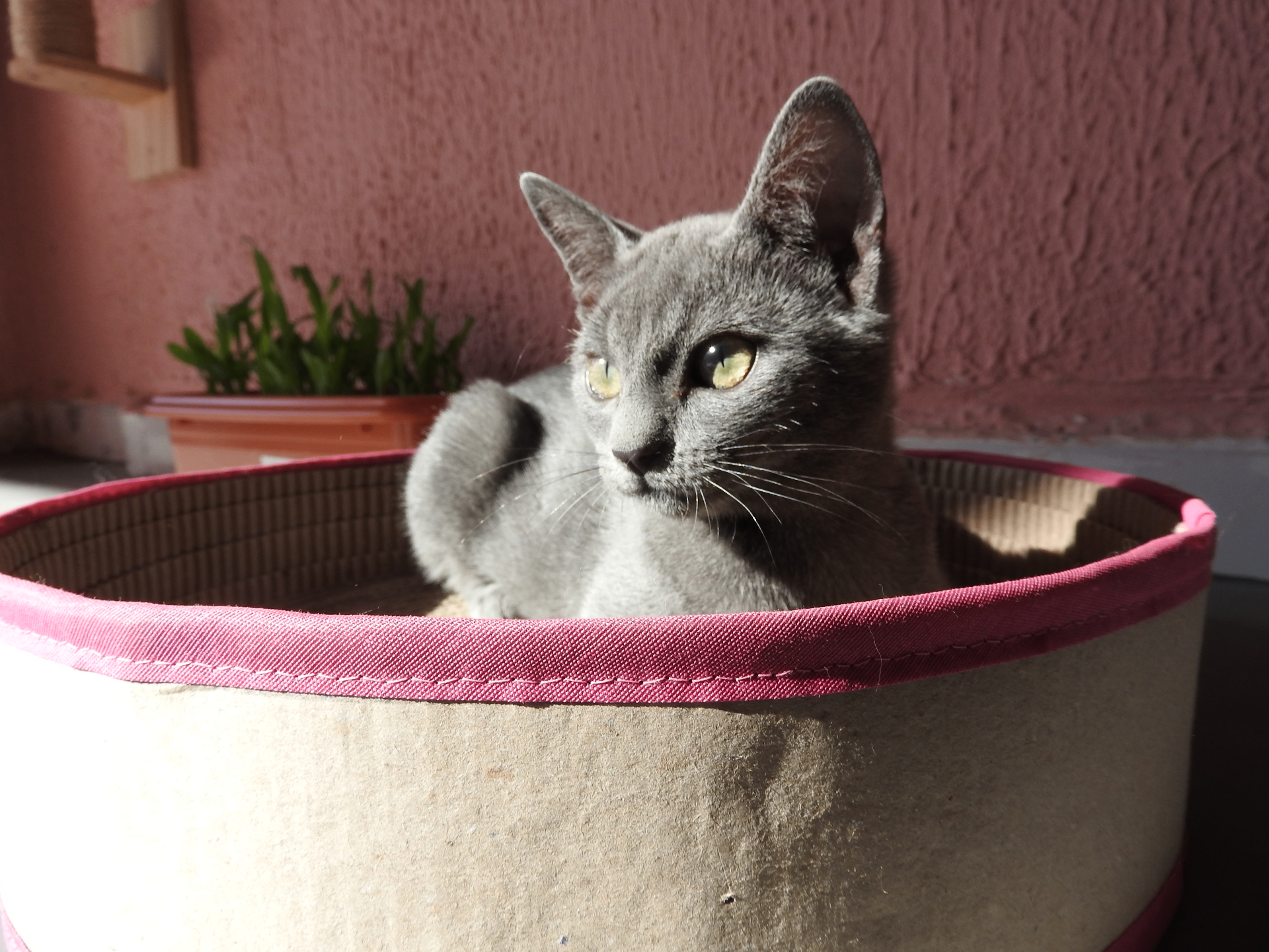 Gato cinza descansando em uma caminha com borda rosa ao sol