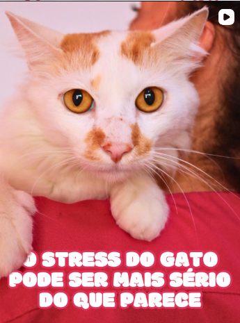 Vídeo sobre o stress do gato