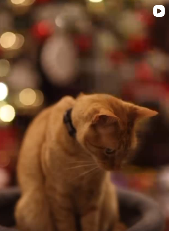 Gato laranja em clima de fim de ano no hotel